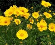 宿根花卉品種特色有哪些？